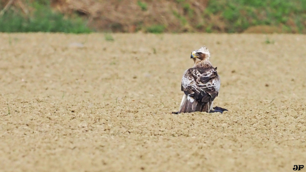 Aigle botté au sol